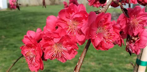 Beautiful Ornamental Weeping Peach Tree • Sugar-Sunshine-and-Flowers