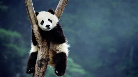 Cute Panda Pictures Wallpaper HD - Live Wallpaper HD | Panda funny, Panda wallpapers, Panda