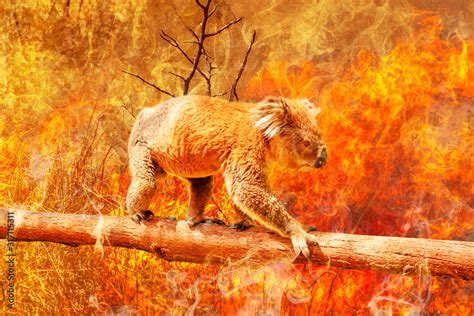 Koala bear on eucalyptus branch escape from australian bushfires in 2019 and 2020. Conceptual ...