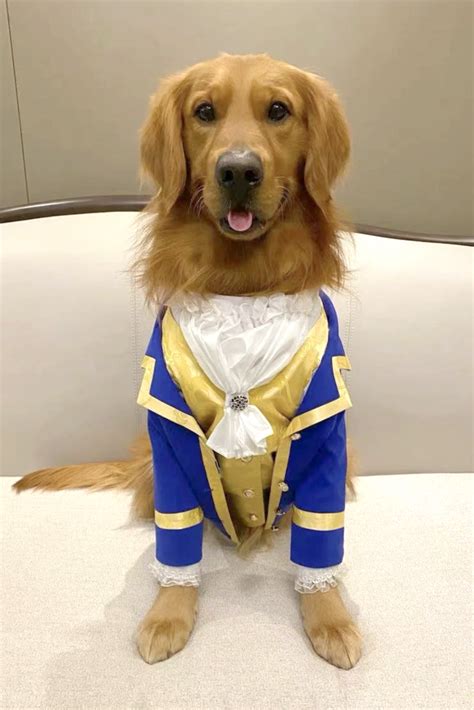 25+ Halloween Costumes for Golden Retrievers (& Labs, too!) - Hey ...