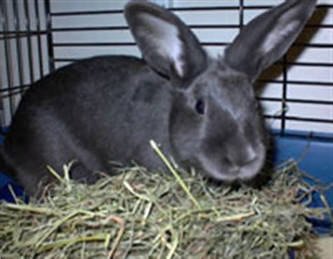 Rabbit Food - Hay and Pellets