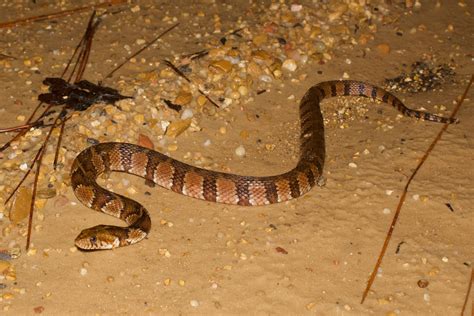 Southern Watersnake – Reptiles and Amphibians of Mississippi