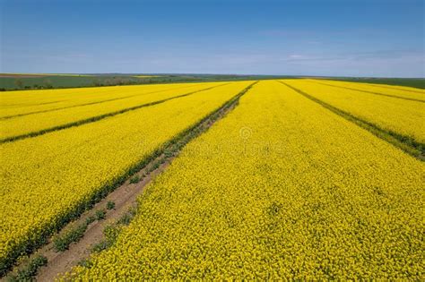 Aerial View of Yellow Canola Field. Cultivated Rapeseed Canola Plantation Field Stock Photo ...