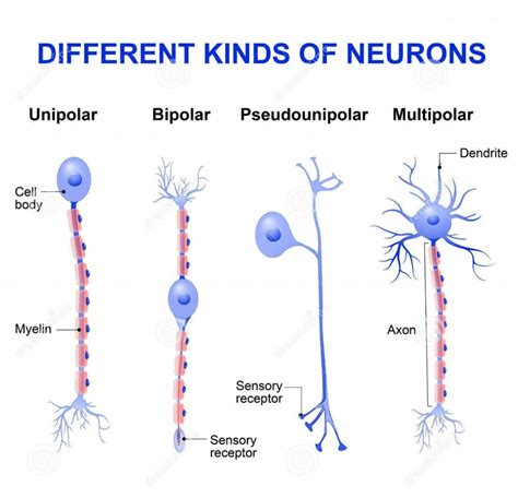 The Neuron Diagram Labeled