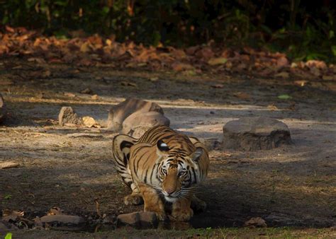 Visit Bandhavgarh National Park, India | Audley Travel US