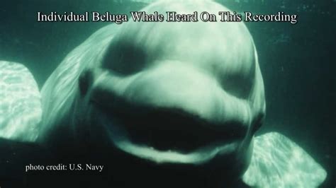 NOC The White Beluga Whale Amazed Scientists By Talking Like A Human ...