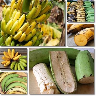 Difference between Banana and Plantain – NatureWord