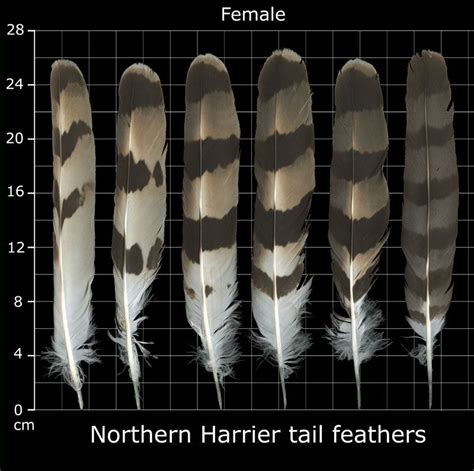 feather | Feather identification, Feather art, Feather