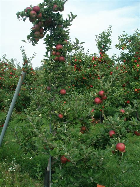 A LIFE OF APPLES: Story of an Apple: Arkansas Black