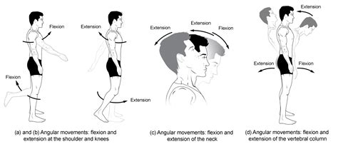 Types of Body Movements | Anatomy and Physiology I