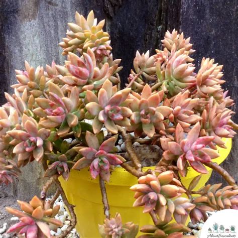 Sedum Adolphii - Grow, Care and Propagate - About Succulents