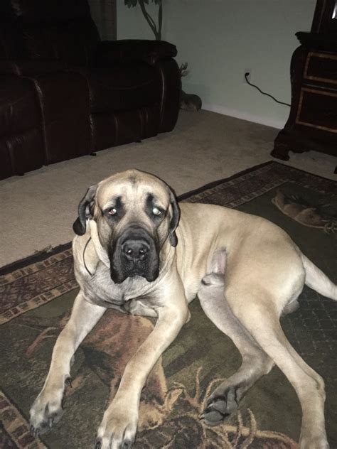 English Mastiff Puppies For Sale | Summerville, SC #314672