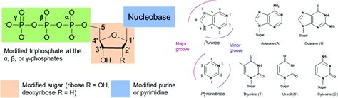 Deoxyribose Nucleoside Triphosphate - astonishingceiyrs