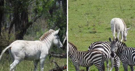 Rare Albino Zebra With No Black Markings Spotted In Tanzania