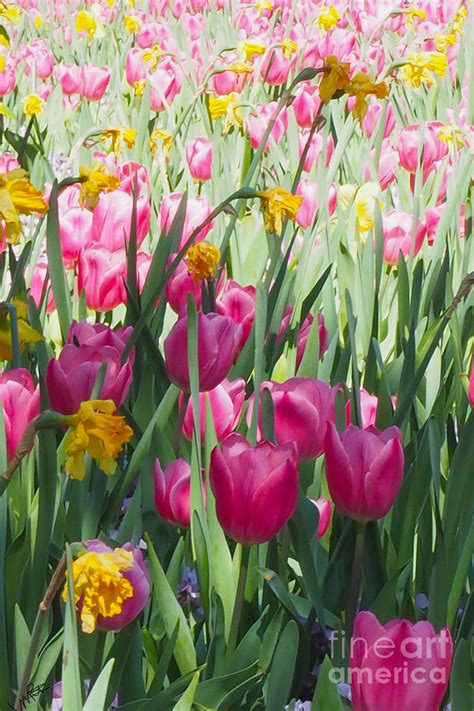 Tulips in a Spring Garden Photograph by May Finch | Fine Art America