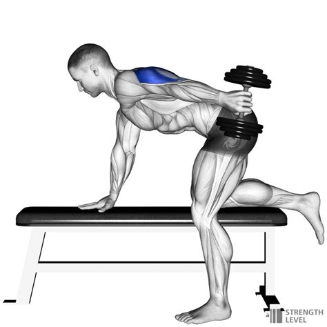 Dumbbell Tricep Kickback Standards for Men and Women (kg) - Strength Level