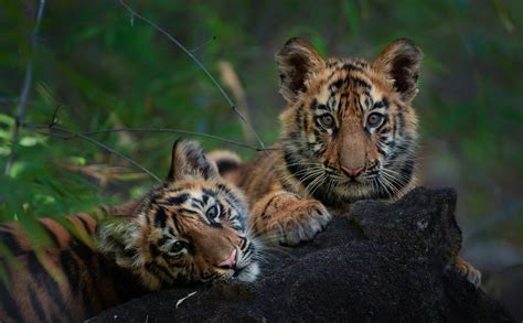 India Tiger Safari Specialist | Pugdundee Safaris blog