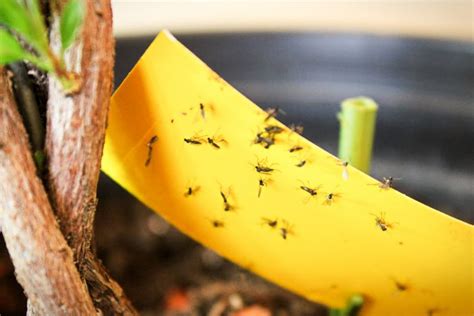 6 Ways To Get Rid Of Fungus Gnats In Houseplants For Good - Smart Garden Guide