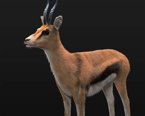 Thompson Gazelle Rigged Hairs 3D asset | CGTrader