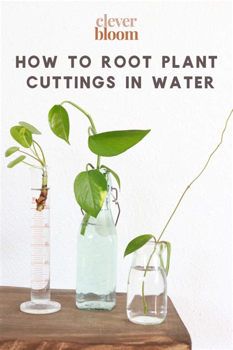 how to root plant cuttings in water for propagation