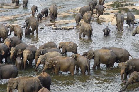 A herd of elephants ⬇ Stock Photo, Image by © katet.eu #9766230