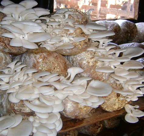 Growing Oyster Mushrooms | FUNGI & MUSHROOMS | Stuffed mushrooms, Garden mushrooms, Growing ...