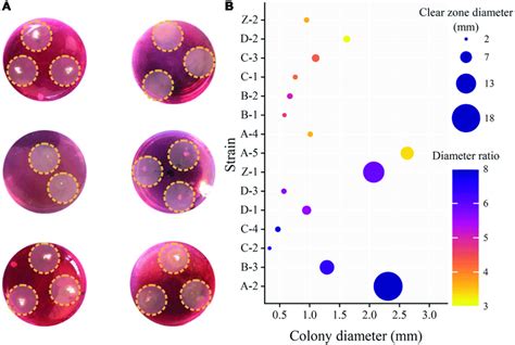 Photos showing Congo red staining results (A) and clear zone diameters,... | Download Scientific ...