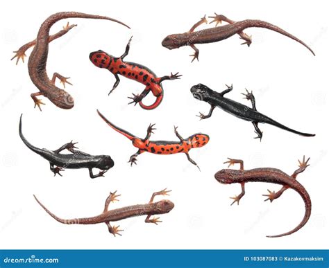 Set of Different Species of Newts Isolated on White Background. Common Newt and Japanese Fire ...