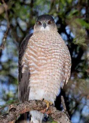 Hawks in Pennsylvania (8 Species with Pictures) - Wild Bird World