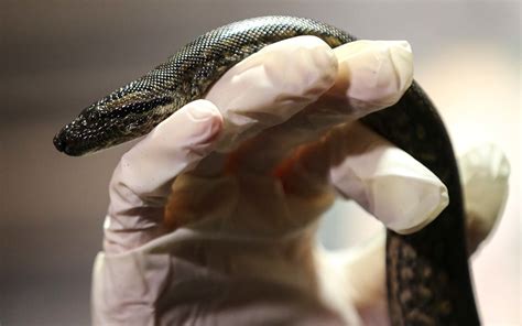 Anaconda Living in All-female Snake Exhibit Gives Birth to Two Babies at New England Aquarium ...