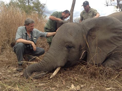 As the Price of Ivory Falls in China, a Time to Keep the Pressure On | HuffPost