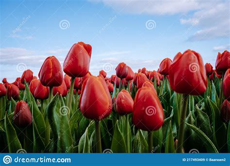 Aerial View of Bulb-fields in Springtime, Colorful Tulip Fields in the ...