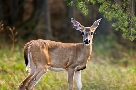 What Is A Female Deer Called in Different Species: A Guide to Doe, Hind, and Cow! - DeerSeason.Org