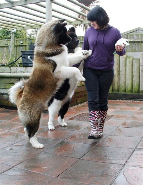 Akita's! Beautiful! THIS IS A BEAUTIFUL "BEAR" AKITA.... size: large ...