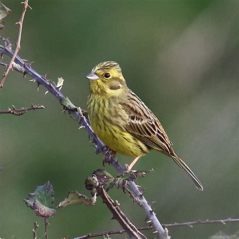 Female Yellowhammer | 717Images | Flickr