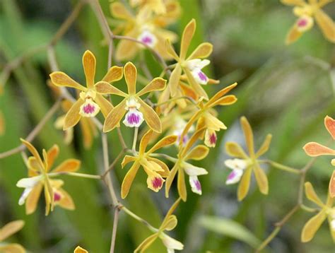 Florida Native Orchids | Orchids, Real flowers, Bromeliads