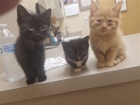 The runt in between his brothers at the Vet. : r/cats