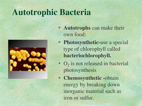 Autotroph Heterotroph Bacteria