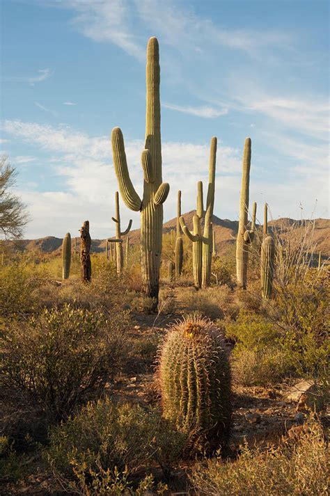 Desert Vegetation by Chapin31