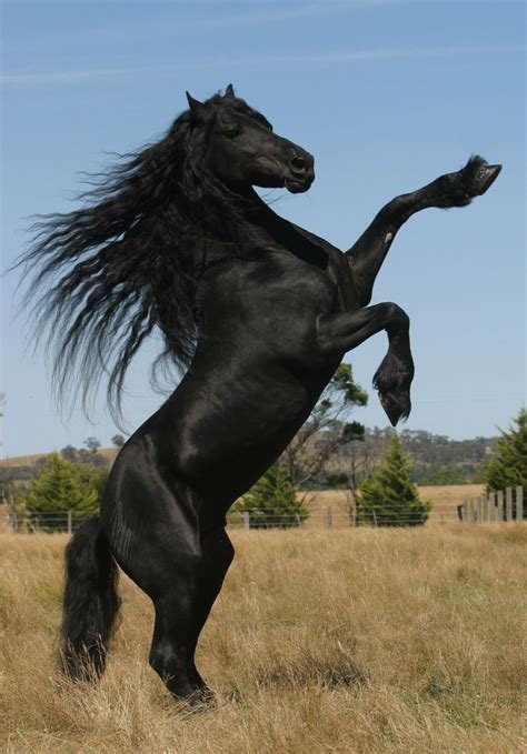 Horses, Horse breeds, Friesian horse