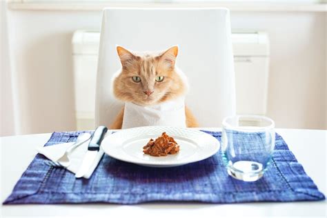 What Are The Safest Cat Food Brands?