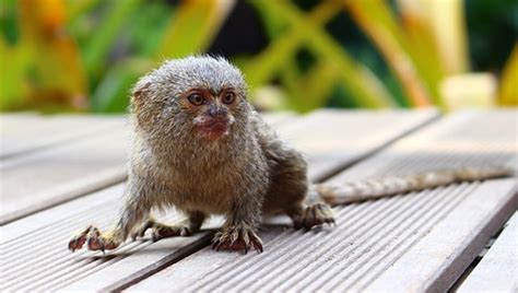 Pygmy Marmoset as a Pet | Should You Domesticate Pygmy Monkies?