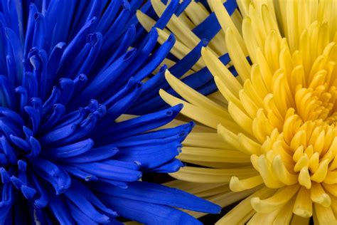 Download Blue Yellow Flowers Royalty Free Stock Photo and Image