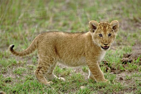 Young lion cub, Masai Mara Game Reserve, Kenya - Stock Photo - Dissolve