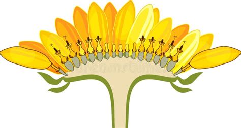 Parts of Sunflower Plant. Morphology of Flowering Plant with Root System, Flower, Seeds and ...