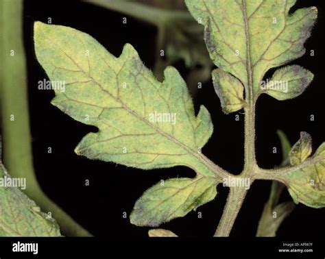 Nitrogen Deficiency In Tomato Plants