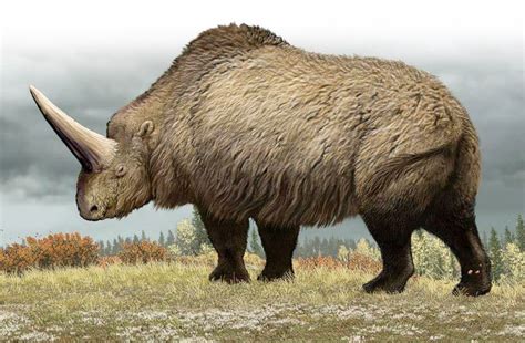 Elasmotherium | Prehistoric, Prehistoric wildlife, Prehistoric animals