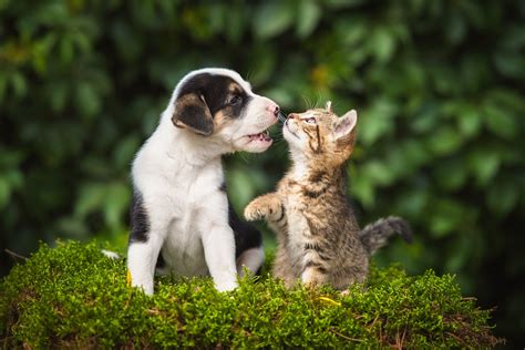 Best Cute Pet Names for 2020 | Reader's Digest