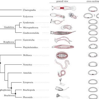 Phylogeny of the Ecdysozoa and schematic of brain structures. The ...