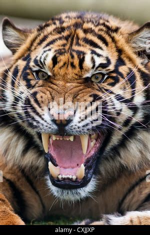 Snarling Bengal tiger with open mouth displaying canine teeth Stock Photo: 2342879 - Alamy